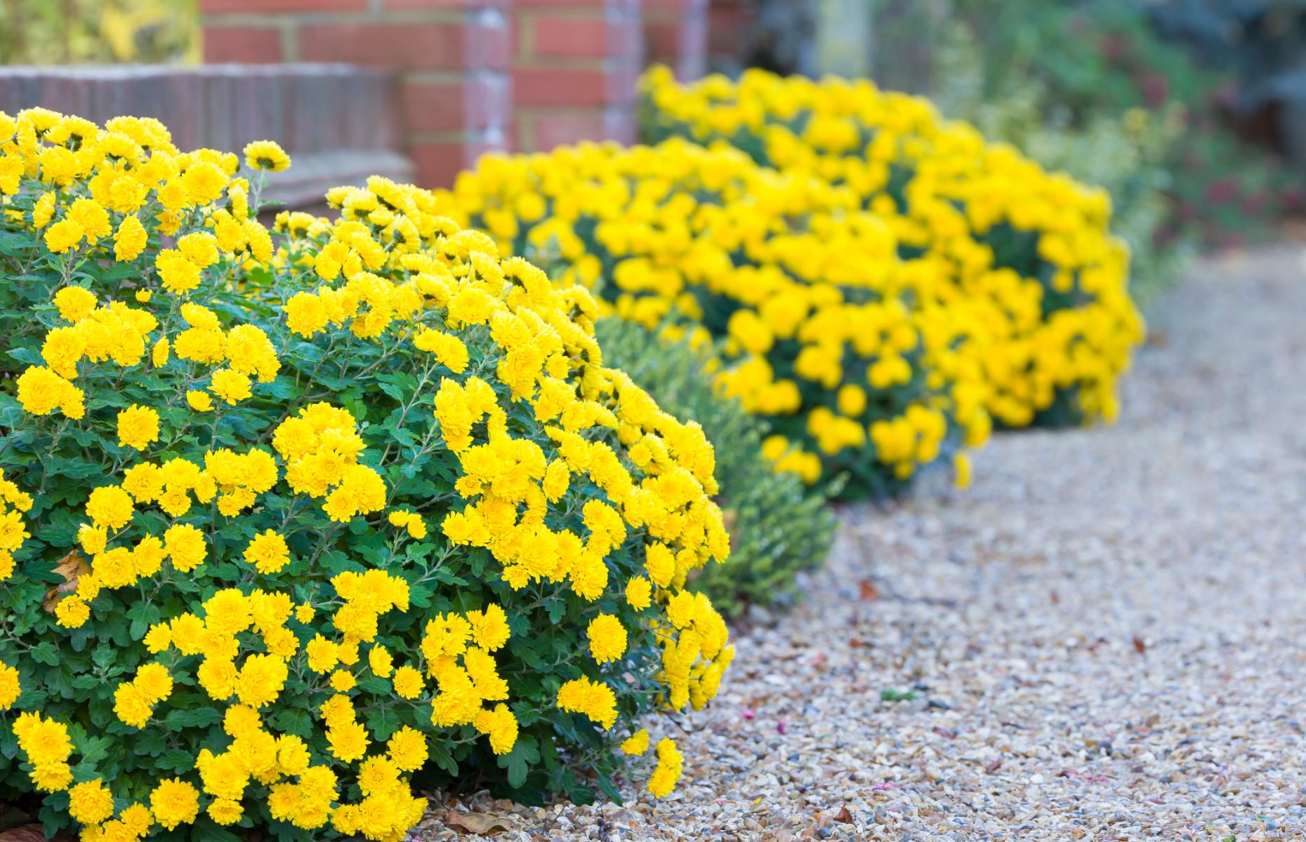 Choose fast-growing plants